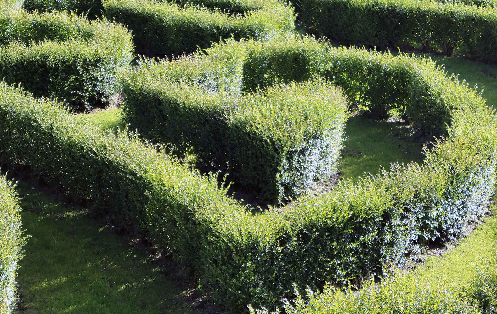 jardin-labyrinthe-manoir-ClosClin-Dinan.jpg