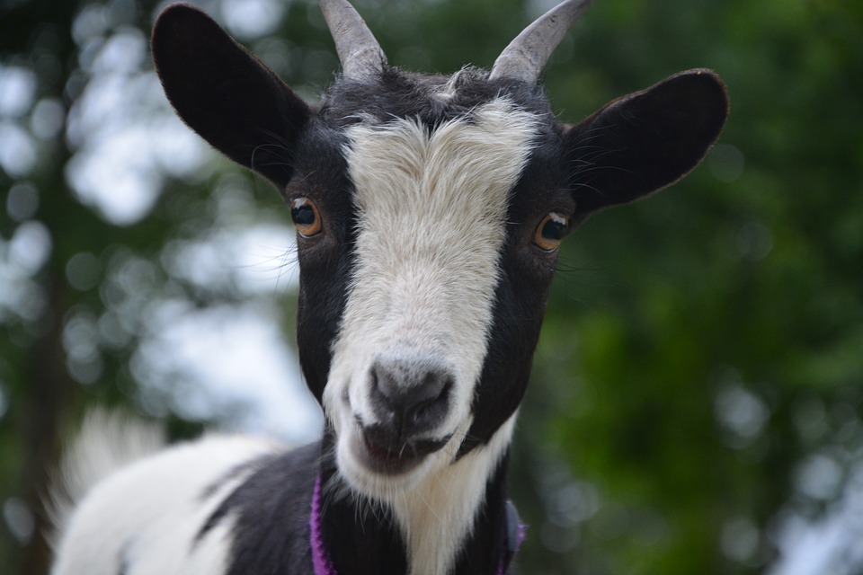 Chevre baveuse et globuleuse